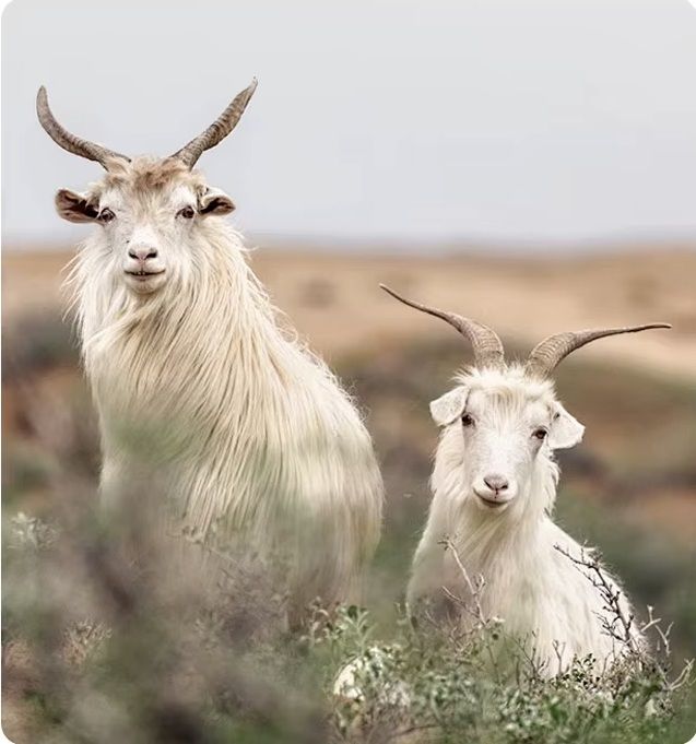 Albas goats, renowned for producing premium cashmere fibers used in the Men's Luxury Albas Cashmere Cardigan. From Borcelleclothes.