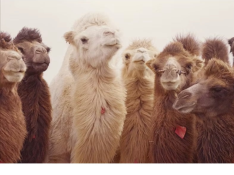Bactrian camels in their natural habitat, highlighting the origin of the fine camel hair fibers used for luxury outerwear. From Borcelleclothes.