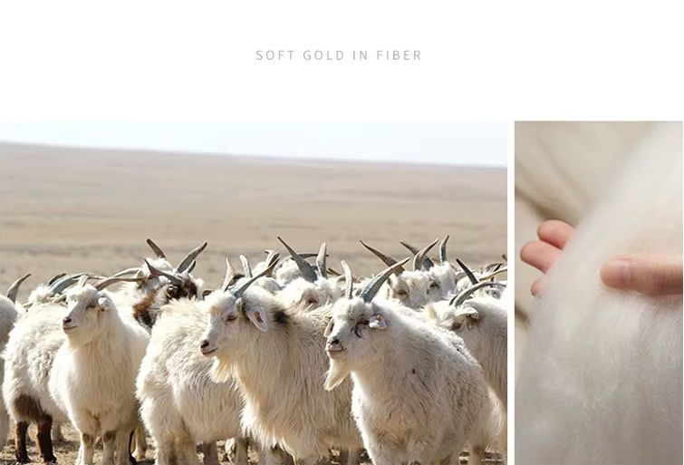 Collage of Alashan goats and a hand holding soft cashmere fibers, highlighting the premium quality of Grade A Alashan Cashmere. From Borcelleclothes.