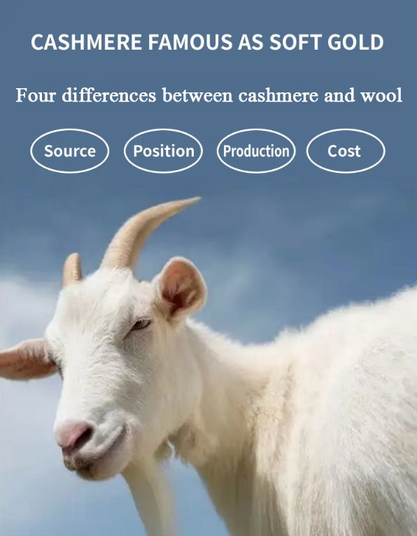 A goat from the Alashan region, renowned for producing premium cashmere known as 'soft gold,' highlighting the source of luxury cashmere fibers, Borcelleclothes.