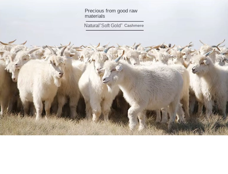 Demonstration of cashmere goats, known for producing "soft gold" fibers, showcasing the rarity and luxury of Grade A cashmere. From Borcelleclothes.