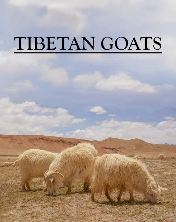Tibetan goats grazing in their natural habitat, highlighting the origin of the luxurious cashmere used in the coat. From Borcelleclothes.